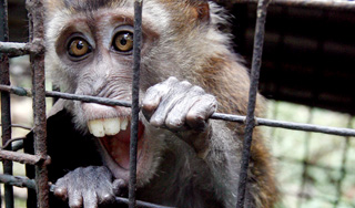 В Киеве обезьяну мучили ради рекламы В Киеве обезьяну мучили ради рекламы
