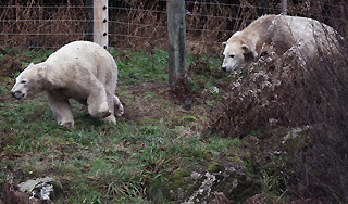 Медведи съели человека в чукотском поселке Медведи съели человека в чукотском поселке