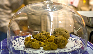 В Сибири нашли самые дорогие грибы в мире В Сибири нашли самые дорогие грибы в мире