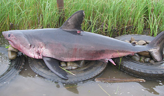 Акулу-людоеда поймали у детского лагеря Акулу-людоеда поймали у детского лагеря