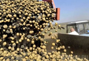 Уборку картофеля завершили на 43 процента