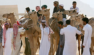 В Египте бедуины перекрыли дорогу на курорт В Египте бедуины перекрыли дорогу на курорт