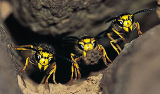 Шершни насмерть искусали девушку Шершни насмерть искусали девушку