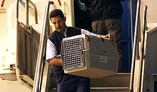 "Аэрофлот" потерял кота пассажира "Аэрофлот" потерял кота пассажира