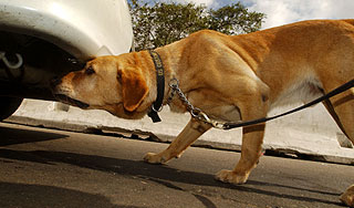 Собака затащила хозяйку под машину Собака затащила хозяйку под машину