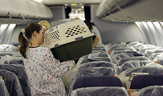 "Аэрофлот" ищет потерявшегося кота "Аэрофлот" ищет потерявшегося кота