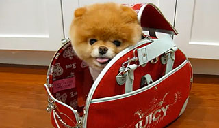 Самая милая в мире собачка (видео) Самая милая в мире собачка (видео)