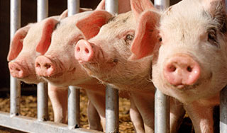 Украинцам запретят резать своих свиней Украинцам запретят резать своих свиней
