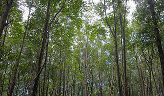 В лесах Алтая массово гибнут звери В лесах Алтая массово гибнут звери