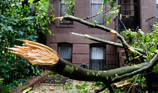Школьницу убило поваленное ветром дерево Школьницу убило поваленное ветром дерево