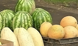 Зараженные дыни убивают людей Зараженные дыни убивают людей