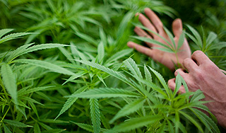 Российские депутаты вступились за коноплю Российские депутаты вступились за коноплю