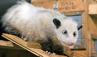 Умерла знаменитая косоглазая самка опоссума Умерла знаменитая косоглазая самка опоссума