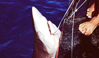 Приморская акула попалась на курицу Приморская акула попалась на курицу