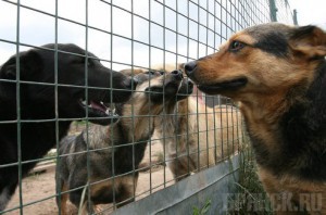 В Брянске планируют создать приют для животных