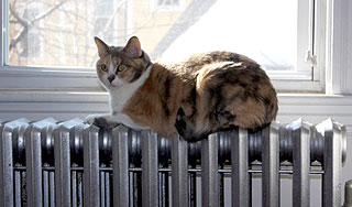 В дома москвичей пустили тепло В дома москвичей пустили тепло