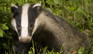 В киевском зоопарке барсук удрал к кунице В киевском зоопарке барсук удрал к кунице