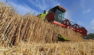 Россию ждет рост урожая зерна Россию ждет рост урожая зерна