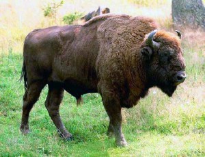 Заповедник «Брянский лес» подготовился к принятию зубров