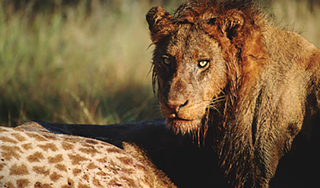 Лев ел маленького жирафа на глазах у детей Лев ел маленького жирафа на глазах у детей