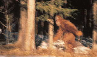 Существование йети доказано на 95% Существование йети доказано на 95%