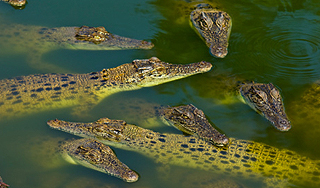 В Таиланде сбежали 100 пугливых крокодилов В Таиланде сбежали 100 пугливых крокодилов