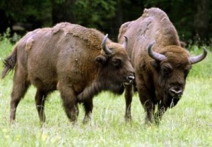 В заповедник «Брянский лес» доставили четырех зубров