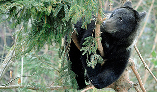 Голод довел медвежонка до колонии Голод довел медвежонка до колонии
