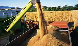 Россия ожидает рекордный урожай Россия ожидает рекордный урожай