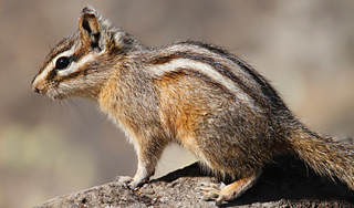 За лысого бурундука обещают полмиллиона За лысого бурундука обещают полмиллиона