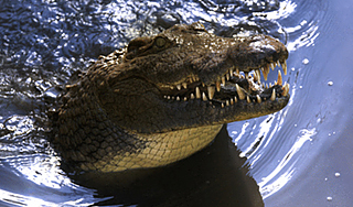 Умер любимец Коста-Рики крокодил Почо Умер любимец Коста-Рики крокодил Почо