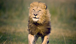 В США из вольеров сбежали львы и волки В США из вольеров сбежали львы и волки