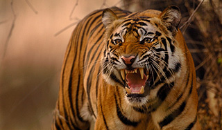 В США на свободе оказались десятки хищников В США на свободе оказались десятки хищников