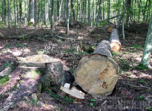 За незаконную вырубку деревьев мужчине дали условный срок
