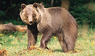 В японские города переселяются медведи В японские города переселяются медведи