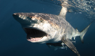 Акула-людоед атаковала популярный курорт Акула-людоед атаковала популярный курорт