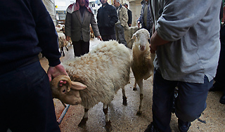 Россиянам хотят запретить жертвоприношения Россиянам хотят запретить жертвоприношения