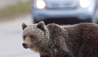 Сбитый медведь пытался отомстить обидчику Сбитый медведь пытался отомстить обидчику