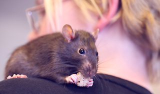 Родители оставили детей наедине с крысами Родители оставили детей наедине с крысами