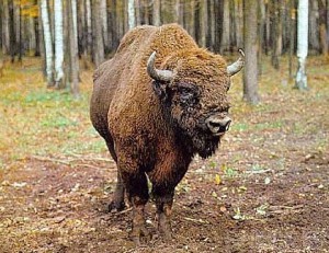 Последнюю партию зубров доставили в заповедник «Брянский лес»