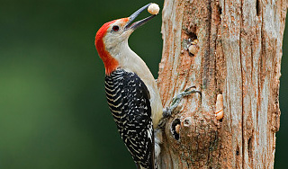 Ученые раскрыли секрет дятла Ученые раскрыли секрет дятла