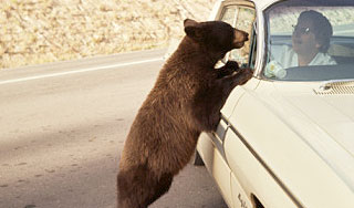 Медведи выпрашивают сгущенку у водителей Медведи выпрашивают сгущенку у водителей