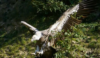 Орел напал на парапланериста (видео) Орел напал на парапланериста (видео)