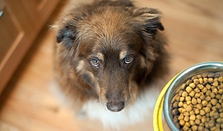 Корм для животных оказался заражен Корм для животных оказался заражен