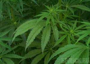 Задержан организатор семейного наркобизнеса