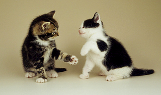 Мэр Риги завел в Думе официальных котов Мэр Риги завел в Думе официальных котов