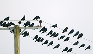 Ворона оставила без света жителей Улан-Удэ Ворона оставила без света жителей Улан-Удэ