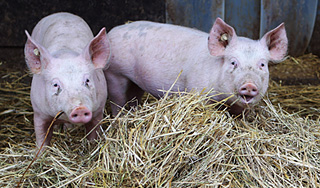 Немецких свиней запретили ввозить живыми Немецких свиней запретили ввозить живыми