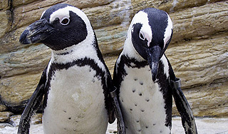 В Канаде разлучают пингвинов В Канаде разлучают пингвинов