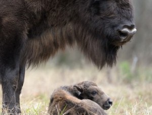 В брянском заповеднике родился первый зубренок
